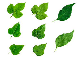 Leafs isolated on white background