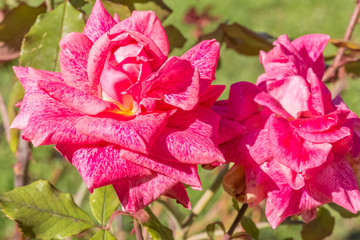 rose de variété ancienne 