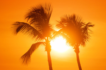Fototapeta na wymiar Two palm trees silhouette on sunset tropical beach