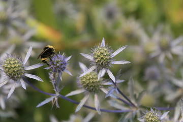 beautiful nature -- schöne Natur