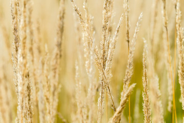 Fototapeta premium Dry grass blossoms in a meadow in autumn