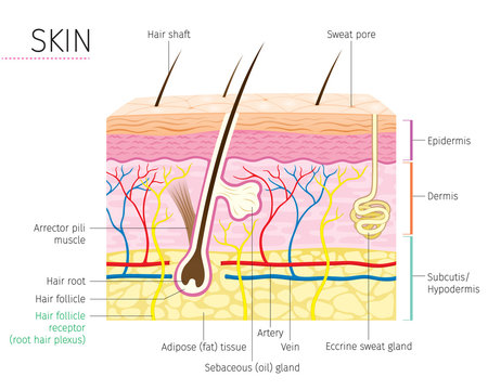 Human Anatomy, Skin And Hair Diagram, Integumentary System