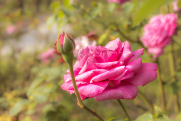 Moondrops 85; Hybrid Tea Rose, Pink Rose Originally Produced by the Breeder Delforge in Belgium, 1985