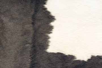 Background photo color of cowhide fur close-up under the inscription or backing