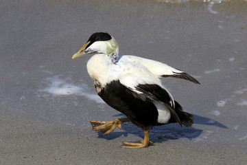Am Strand spazierende Eiderente
