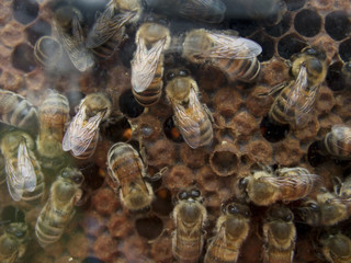 Abeilles dans la ruche