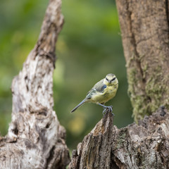 Obraz premium Beautiful Blue Tit Cyanistes Caeruleus on tree in woodland landscape setting