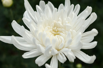 Fototapeta premium Close up The Beautiful White Chrysanthemum flowers by Taken at Doi Intanon, Chiang Mai, Thailand.