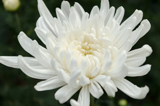 Close up The Beautiful White Chrysanthemum flowers by Taken at Doi Intanon, Chiang Mai, Thailand.