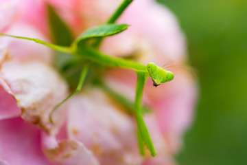 Mantis on Rose