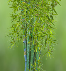 touffe de bambous, fond vert 