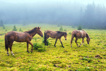 Herd of running brown horses