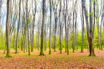 Autumn forest with yellow leaves
