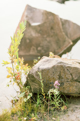 River stone with wild flowers