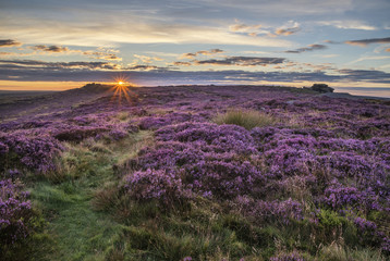 Stunning dawn sunrise landscape image of heather on Higger Tor in Summer in Peak District England