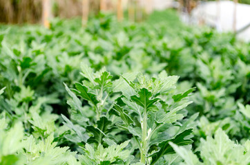 Freshness Ornamental of Chrysanthemum Leaf or Morifolium Leaf in a Farm by Taken at Doi Intanon, Chiang Mai, Thailand.
