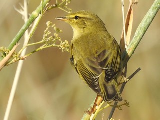 Common Chiffchaff (Phylloscopus collybita)