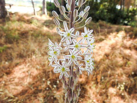 Sea Squill (Drimia Maritima)