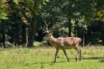 Rotwild im Wald