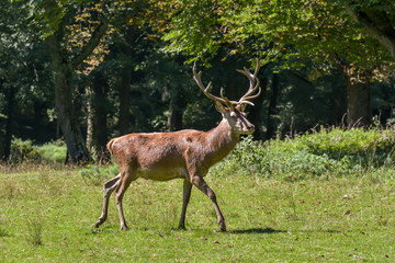 Rotwild im Wald