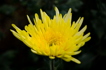 Close up The Beautiful Yellow Chrysanthemum flowers by Taken at Doi Intanon, Chiang Mai, Thailand.