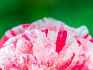 Closeup of bloom red rose. Beautiful pattern of rose petals.