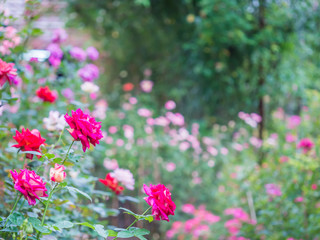 Obraz premium Rose and pink roses bush with blurry garden background.