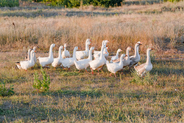 Flock of geese grazing on grass in summer field at sunset