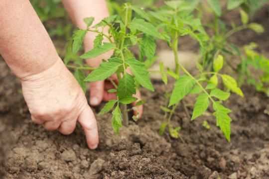 farmer's hands planting a tomato seedling in the vegetable garden
