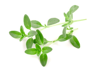 Fresh thyme spice isolated on white background