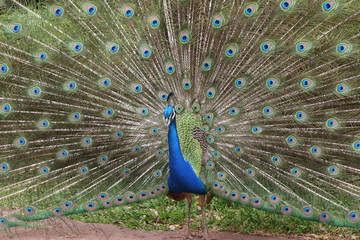 Fototapeta premium Peacock