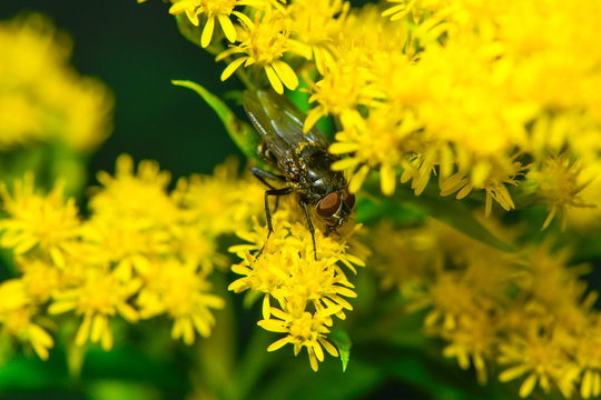Fliege auf einer gelben Bl&uuml;tenstaude