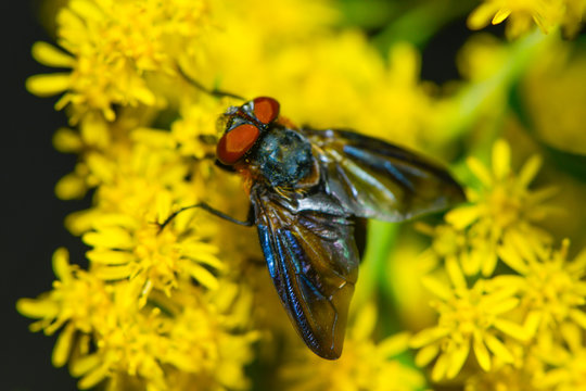 Fliege auf einer gelben Blütenstaude