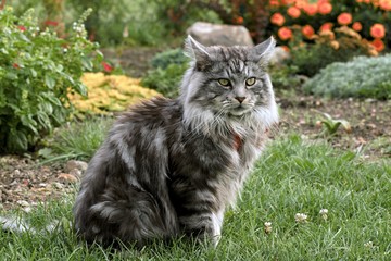 Naklejka na ściany i meble Maine coon cat in the garden