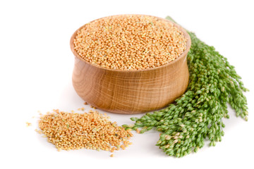 Millet in wooden bowl with green spikelets isolated on white background. Food for parrots