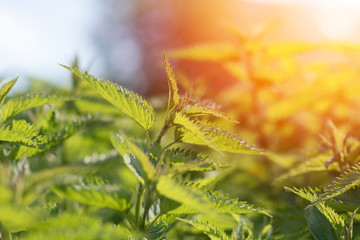 The Twig Of Wild Plant Nettle Or Stinging Nettle Or Urtica Dioica In Summer Spring Field At Sunset Sunrise. Close Up,