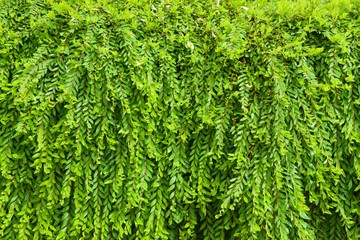 Phyllanthus myrtifolius