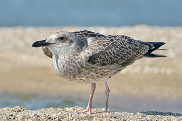 Portrait of a common gull