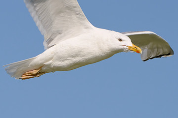 White seagull in flight