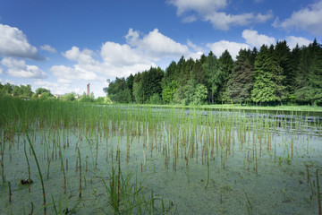 Wetland area with aquatic green plants and shadows