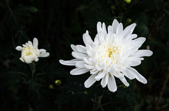 Close up The Beautiful White Chrysanthemum flowers by Taken at Doi Inthanon National Park, Chiang Mai, Thailand.