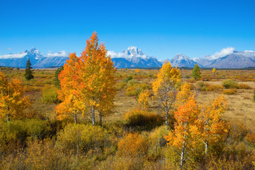 Fototapeta premium Grand Teton