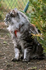 Naklejka na ściany i meble Maine coon cat in the garden