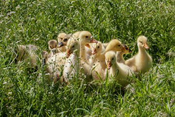 A flock of little geese grazing in green grass