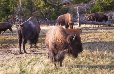 Bison