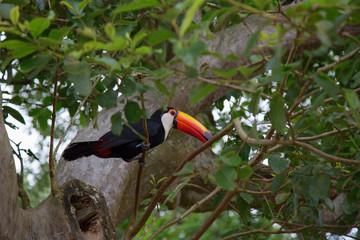 Colorful tucan