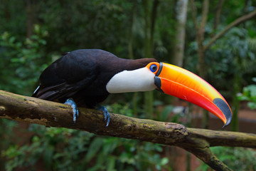 Colorful tucan