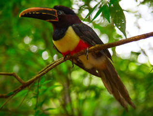 Colorful tucan