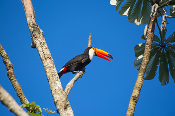 Colorful tucan