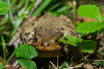 Erdkröte in der Wiese